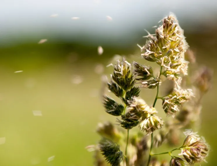 La pharmacie de Roquetoire décrypte l'allergie!, Roquetoire, Pharmacie de l'Avenir